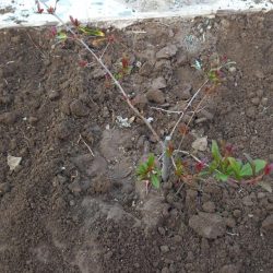 مجلس القبيلة… قديماً وحديثاً أصالة الجذور… وروح الحاضر