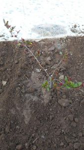 ابتدائية الطفولة المبكرة بالقبل تنفذ مبادرة “ازرعها تبقى” ضمن أجاويد 4 بسراة عبيدة