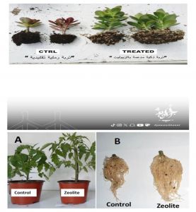 الزيوليت ثورة التربة الذكية لمستقبل زراعي أخضر