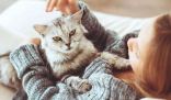 اضرار تربية القطط في المنزل و أضرارها على الإنسان