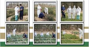 زراعة القريات تكثف جولات الرقابه الشامله على مزارع الخضار والفواكه لقياس متبقيات المبيدات وفترة التحريم