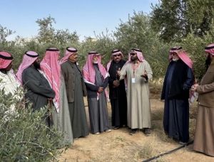 ورشة عمل حقليه بعنوان «تقليم الزيتون» نفذها رع وزارة البيئة والمياه والزراعة بالجوف، ممثّلًا في مكتب طبرجل